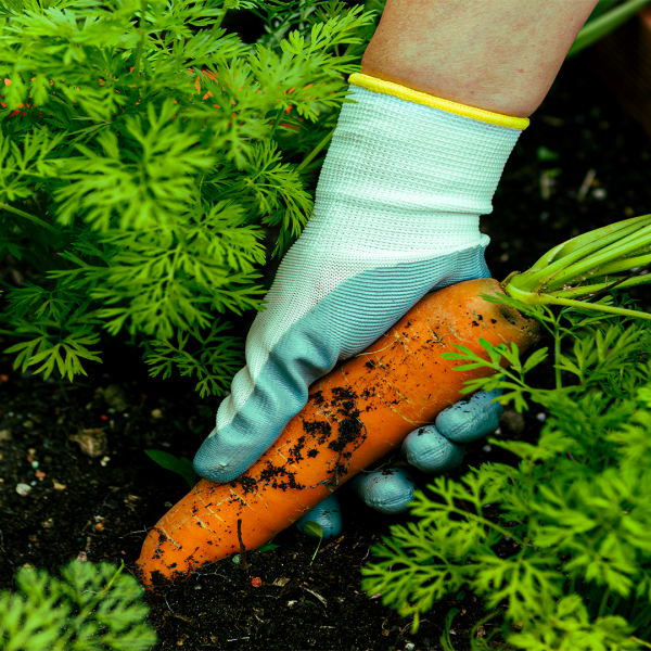 Elara and the Magic Carrot
