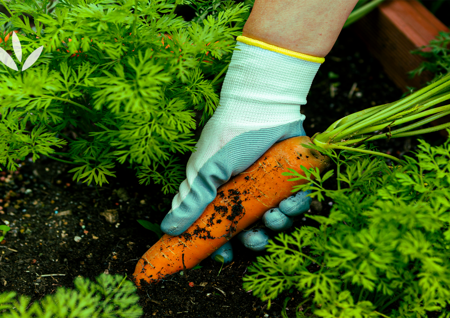 Elara and the Magic Carrot