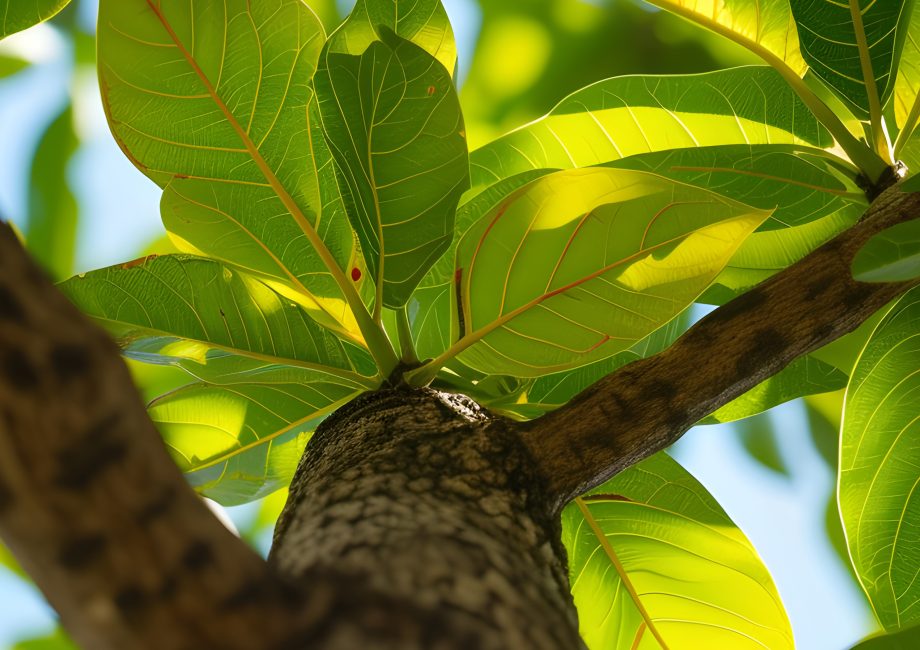 Green Gold: Why the Gmelina Tree is the Heartbeat of Exploreland Farms.