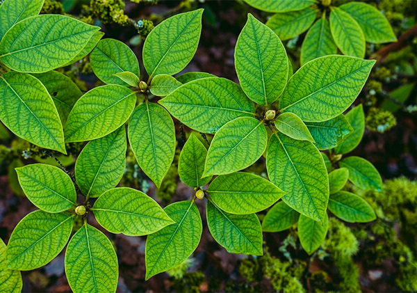 The Gmelina Enormous Contribution to the Industrial Forestry Economy.